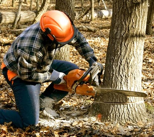 Tree Removal in Big Bend, CA